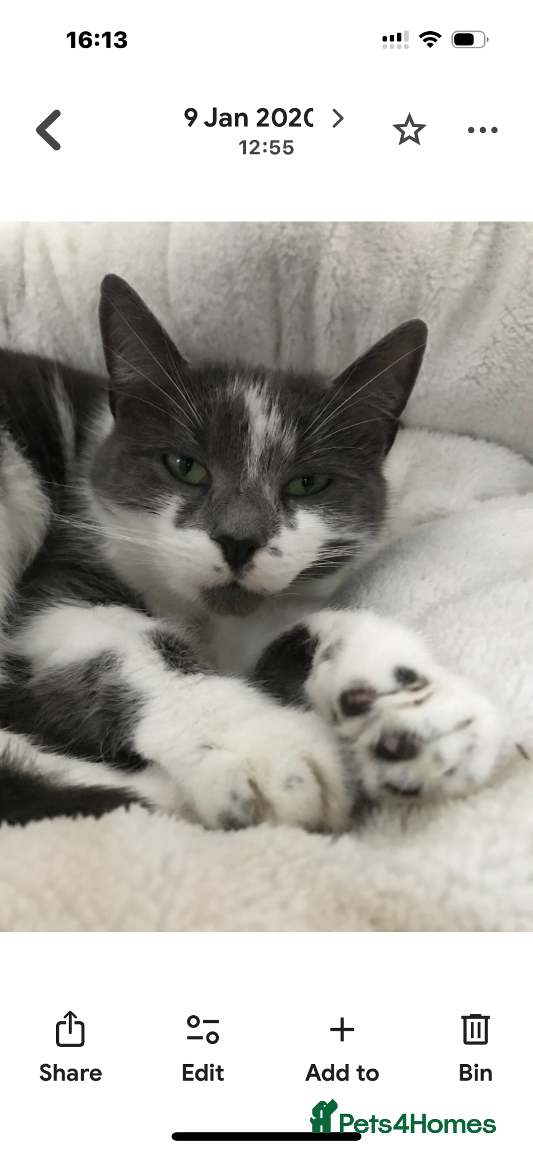 British Shorthair cats for sale: Saphire - Advert 2