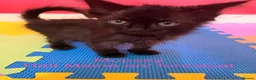 Maine Coon cats for sale: Beautiful male maincoon/forest cat kittens  - Advert 13