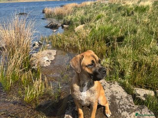 Cane Corso dogs Female cane Corso - Advert 1