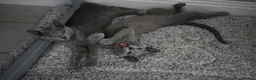 Russian Blue cats for sale: Beautiful Russian Blue Kittens – Ready Now in Amersham - Advert 8