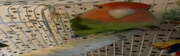 Lovebirds birds for sale: Beautiful baby lovebird male  - Advert 4