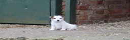 Jack Russell dogs for sale: Jack Russell Puppies for sale - Advert 4