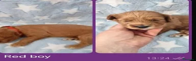 Cockapoo 6