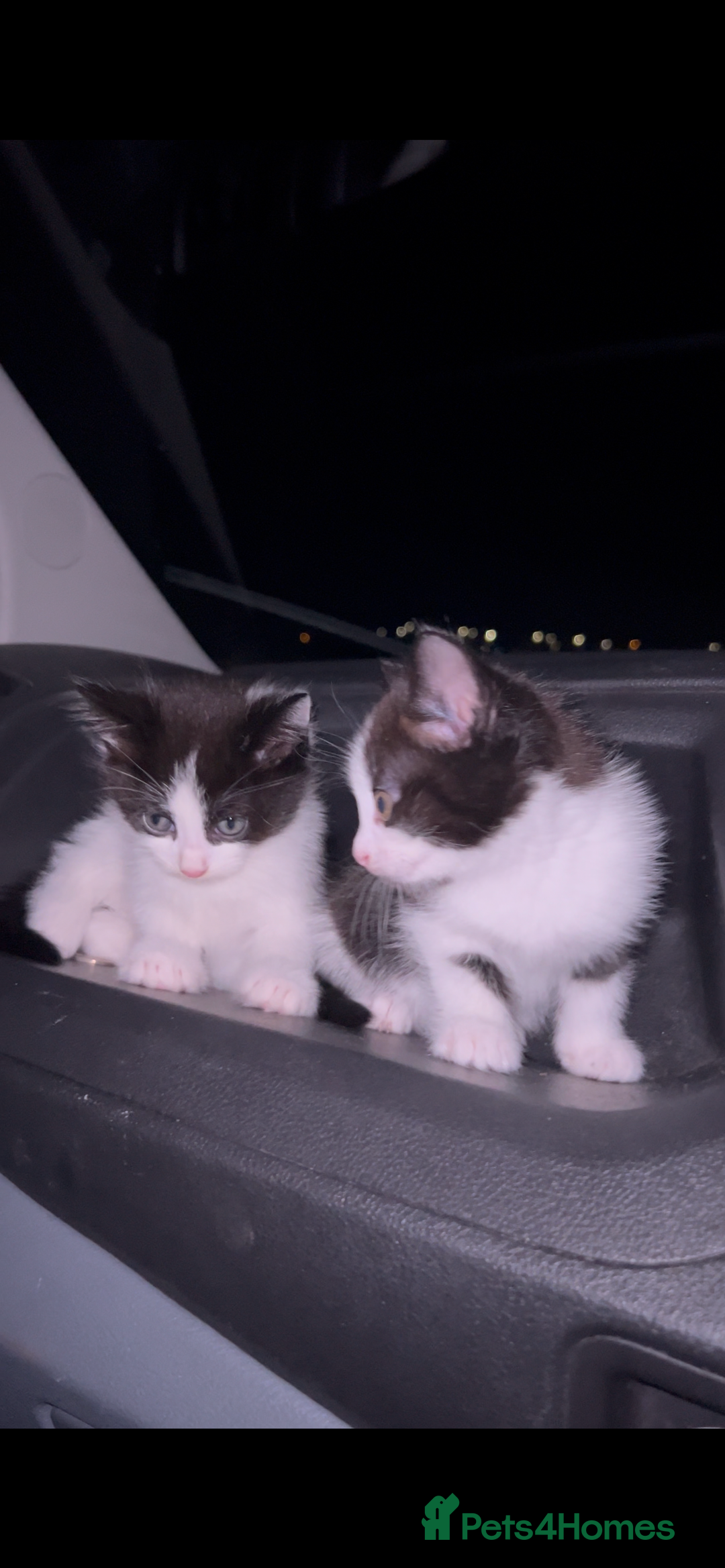 European cats for sale: 2 kittens - Advert 2