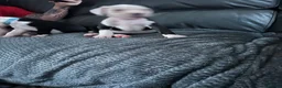American Bulldog dogs for sale: ❤️AMERICAN BULLDOG PUPPIES   1 GIRL LEFT ❤️🐾 - Advert 6