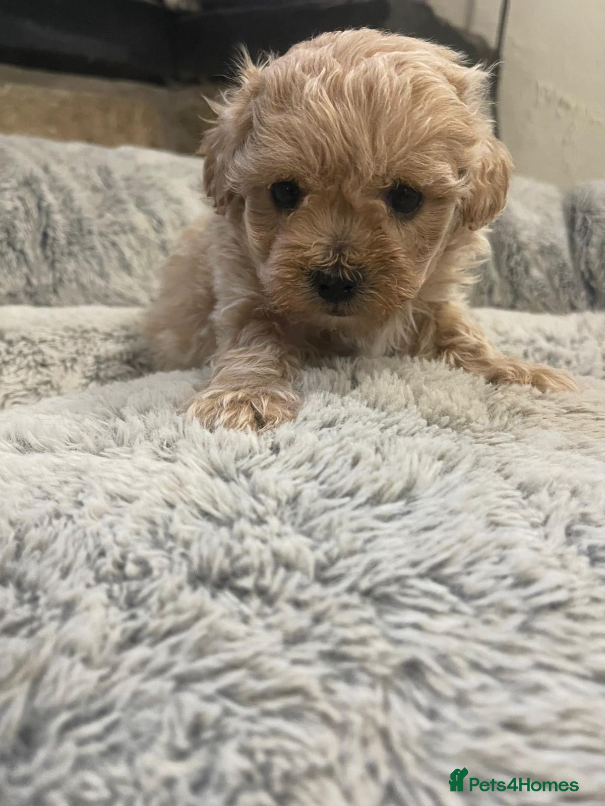 Maltipoo dogs Exquisite Maltipoo puppies  - Advert 2