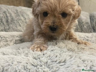 Maltipoo dogs Exquisite Maltipoo puppies - Advert 2