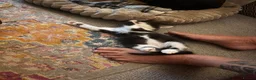 Mixed Breed cats for sale: Beautiful black-white male kitten, 3 months old in Minehead - Advert 13