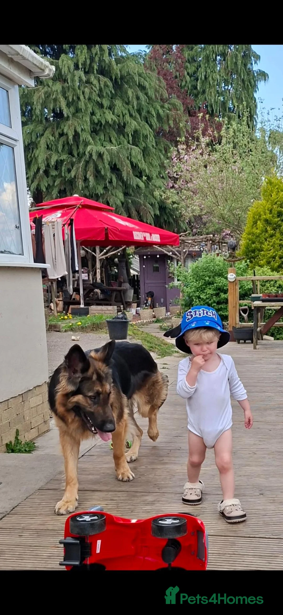 German Shepherd dogs for stud: Mrs B Elliott  - Advert 4