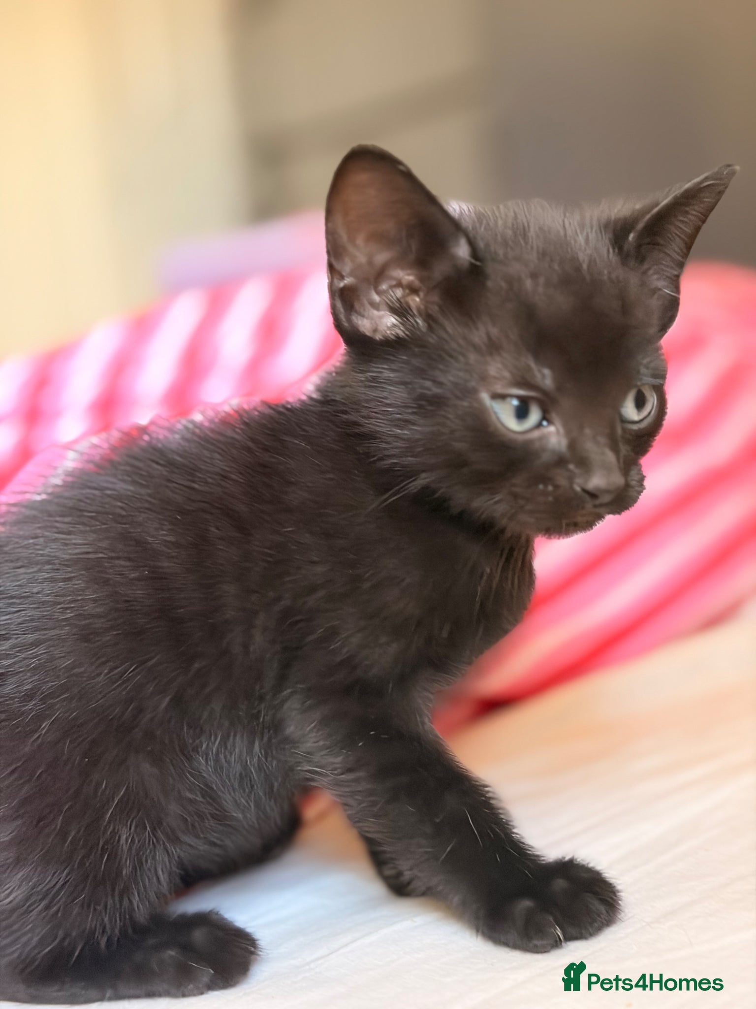 Mixed Breed cats for sale: Beautiful Russian Blue Cross/Snowshoe-Type Kittens - Advert 7