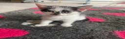 Mixed Breed cats for sale: 2 black and white females  in Gloucester - Advert 2