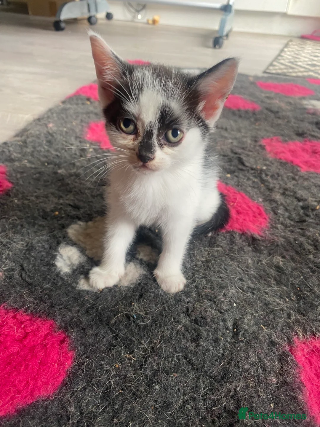 Mixed Breed cats for sale: 2 black and white females  in Gloucester - Advert 2