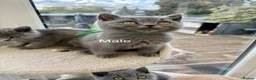 British Shorthair cats for sale: Tortieshell & Cream BSH kittens ready to leave now - Advert 21