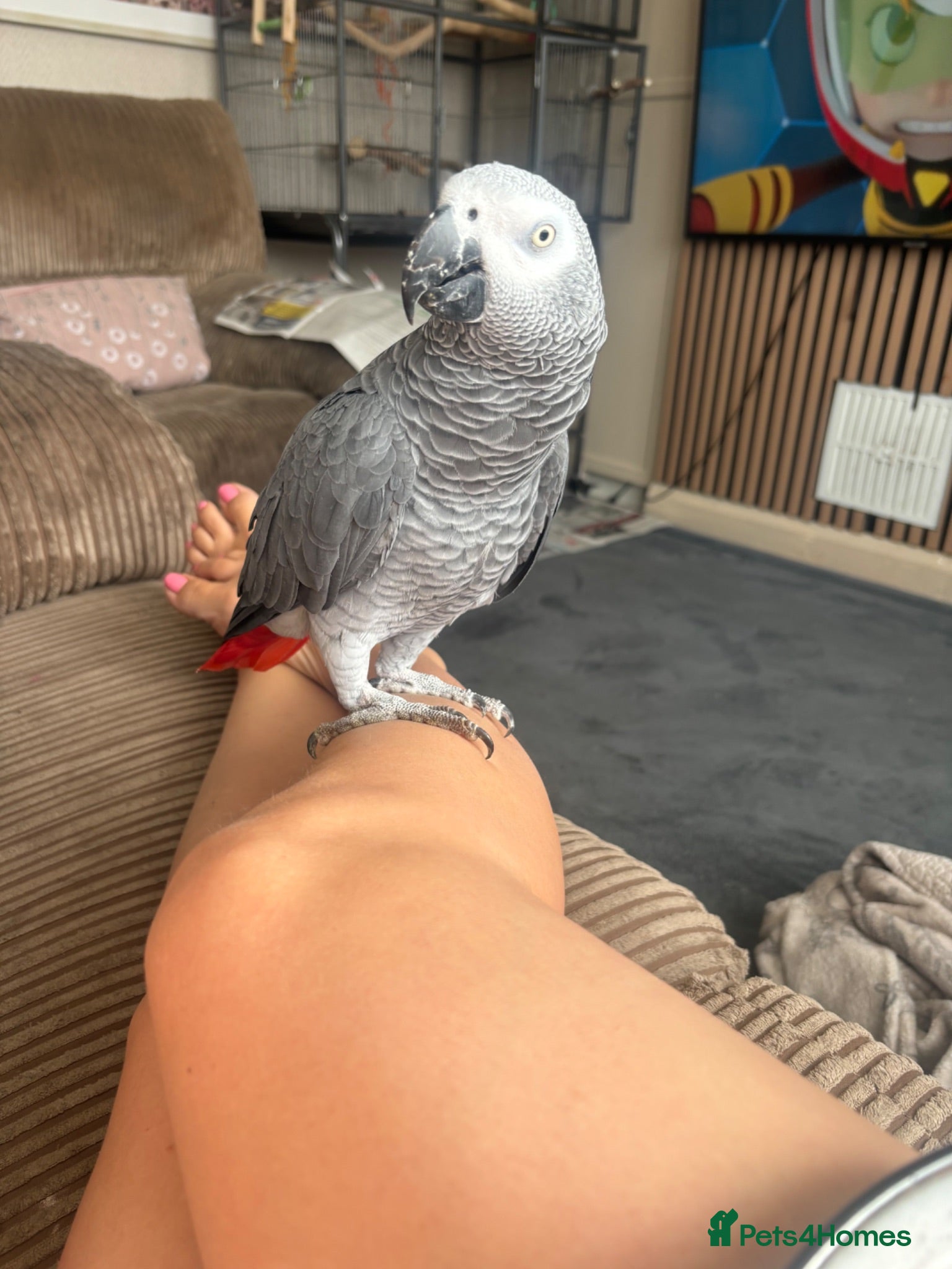 Parrots birds African Grey Male parrot  - Advert 12