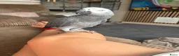 Parrots birds for sale: African Grey Male parrot  - Advert 1