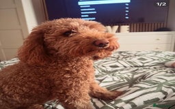 Labradoodle dogs for sale: F1b Miniature Labradoodles  - Image 21