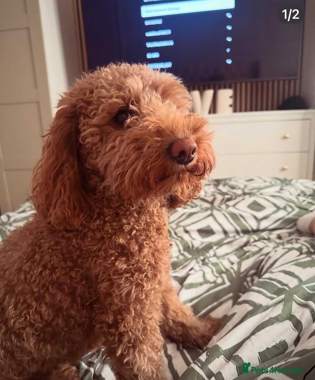 Labradoodle dogs for sale: F1b Miniature Labradoodles  - Image 21