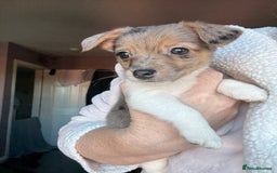 Jack Russell dogs for sale: Jack russel pup for sale  - Image 1