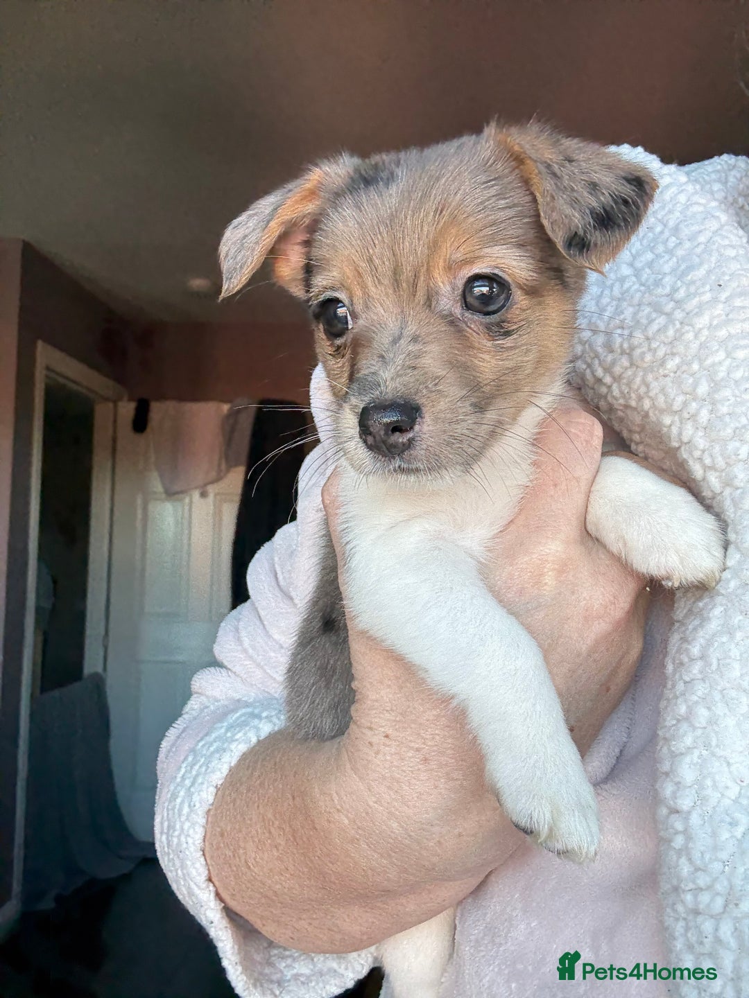 Jack Russell dogs for sale: Jack russel pup for sale  - Image 1