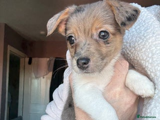 Jack Russell dogs - Advert 5