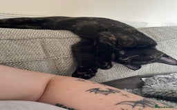British Shorthair cats for sale: 2 loving cats to rehome - Image 3