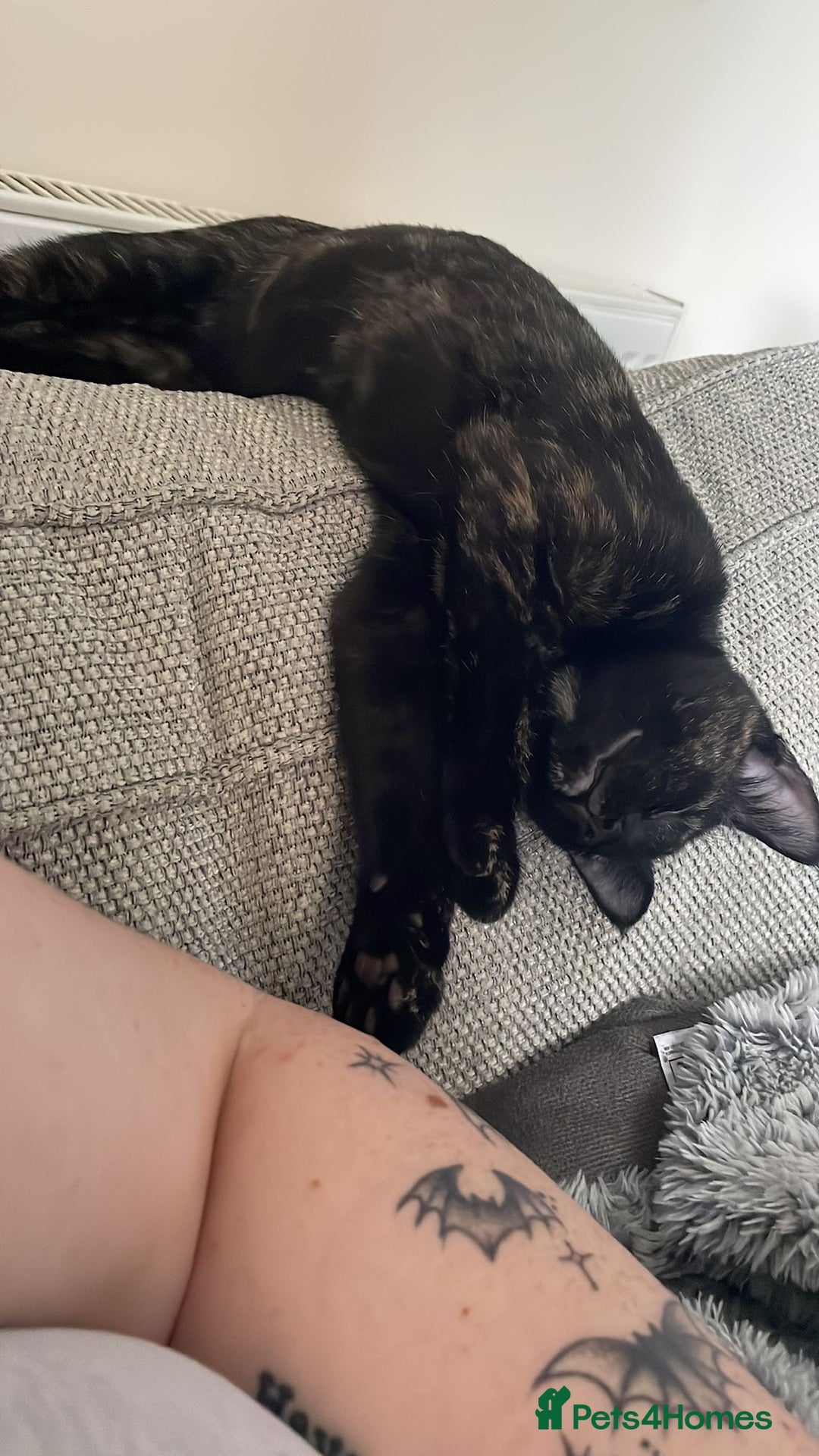 British Shorthair cats for sale: 2 loving cats to rehome - Image 3