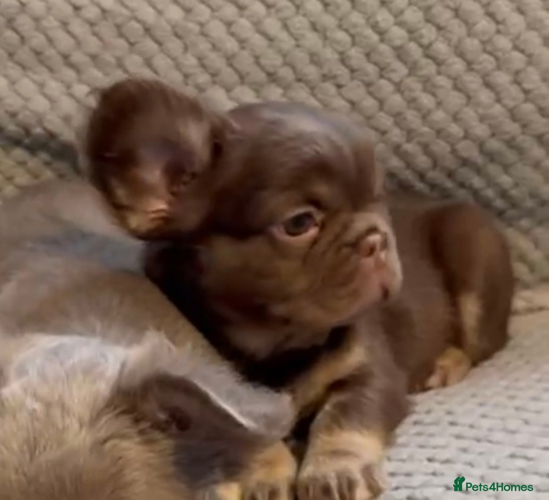 French Bulldog dogs Last girl left ready to leave  - Advert 4