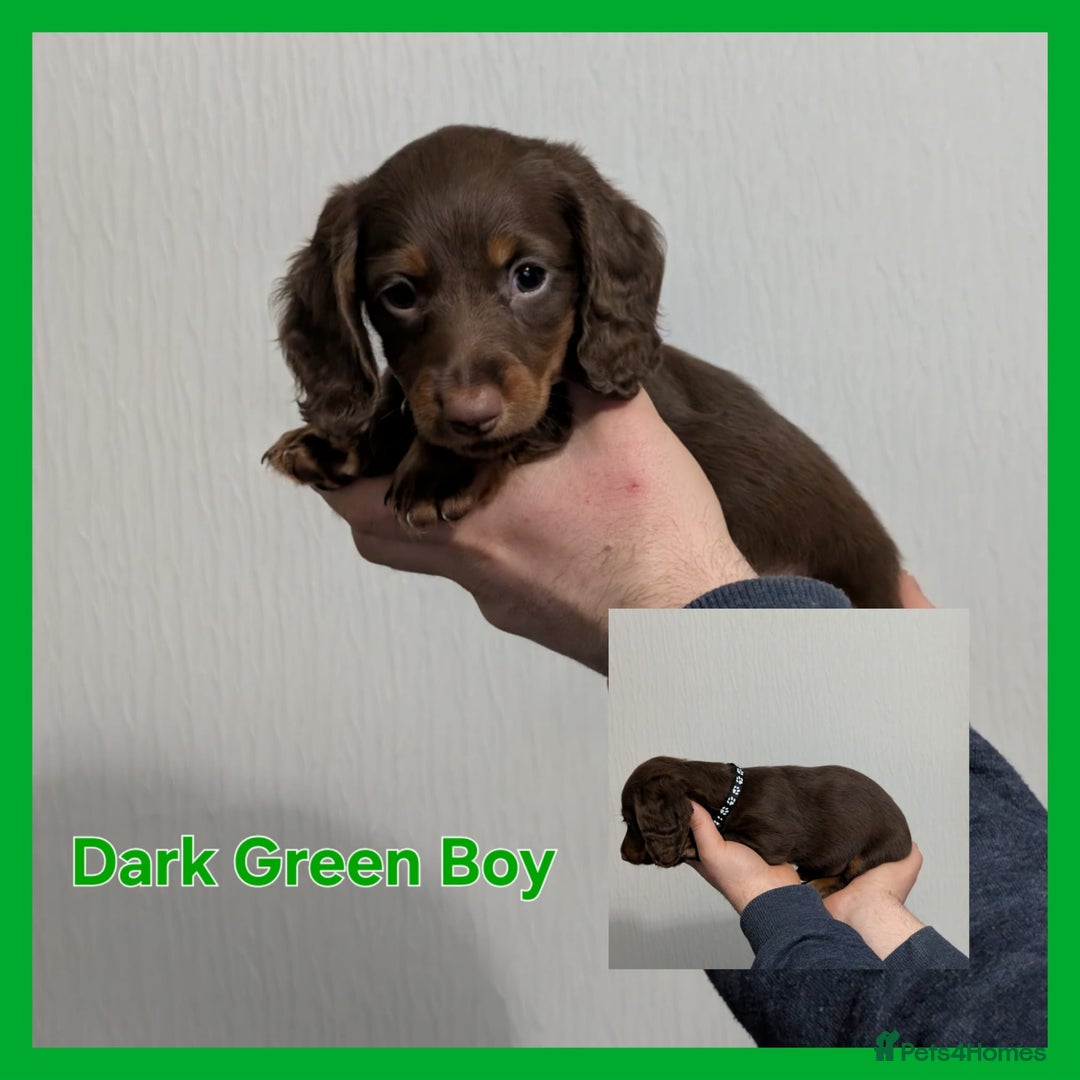 Miniature Dachshund dogs for sale: Kc reg miniture dachshund puppies for sale - Advert 17