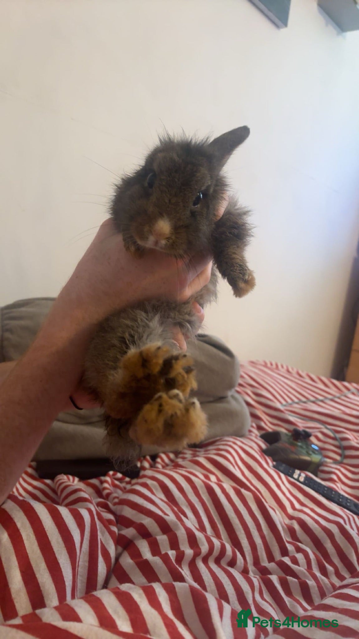 Lionhead rabbits Lion head mix female rabbit  - Advert 1