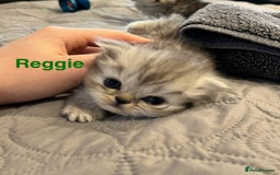 Persian cats for sale: Gorgeous litter of 6 PKD Negative Persian kittens - Image 7