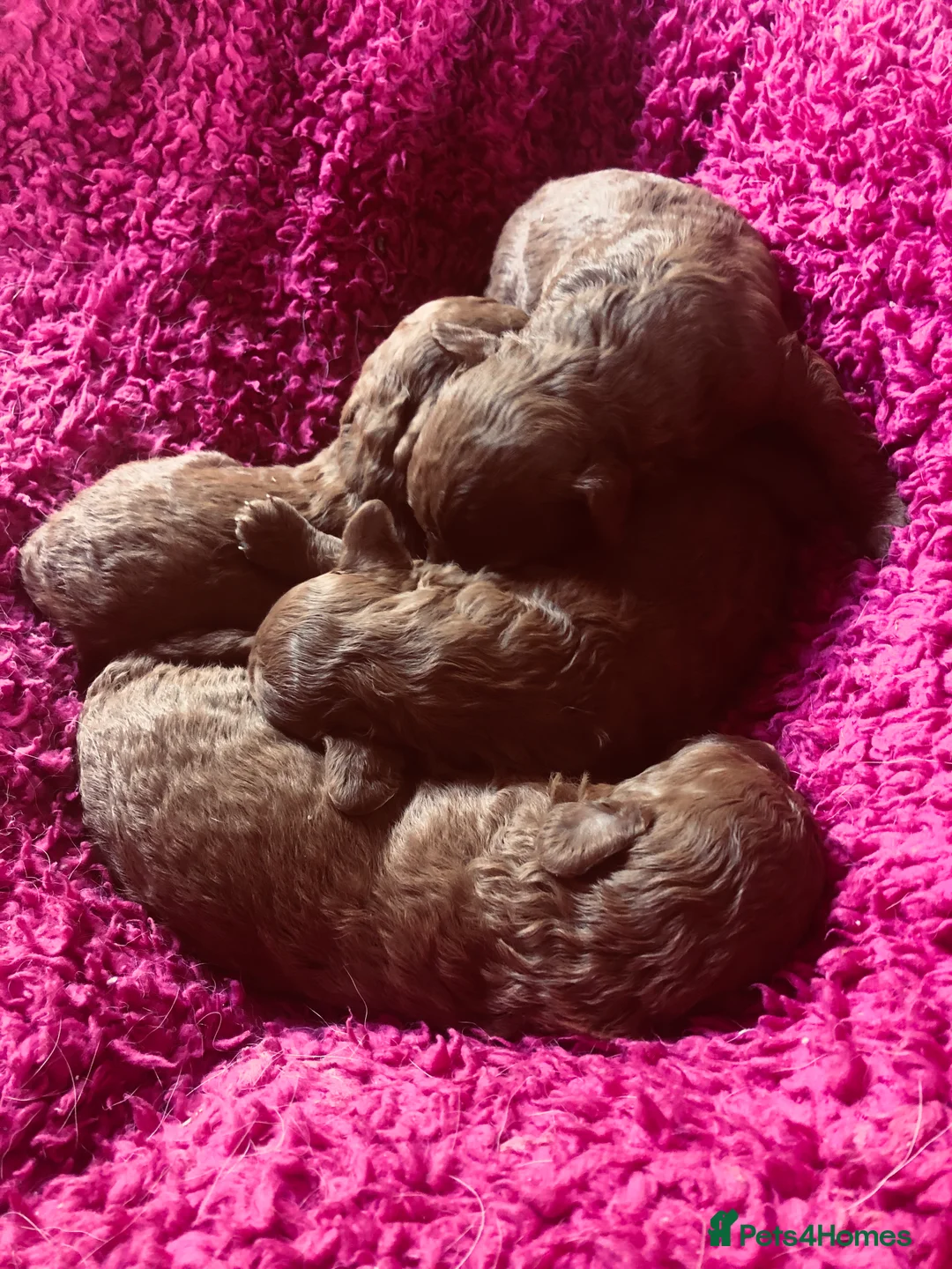 Toy Poodle dogs for stud: 2 RED BOYS FOR STUD in Burry Port - Advert 13