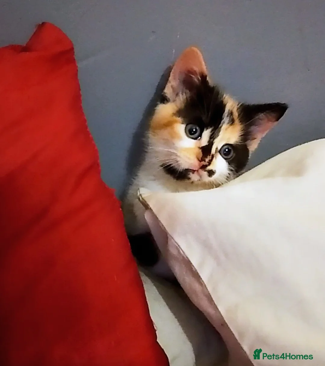 British Shorthair cats for sale: Female kitten ready to go to forever home  - Advert 2