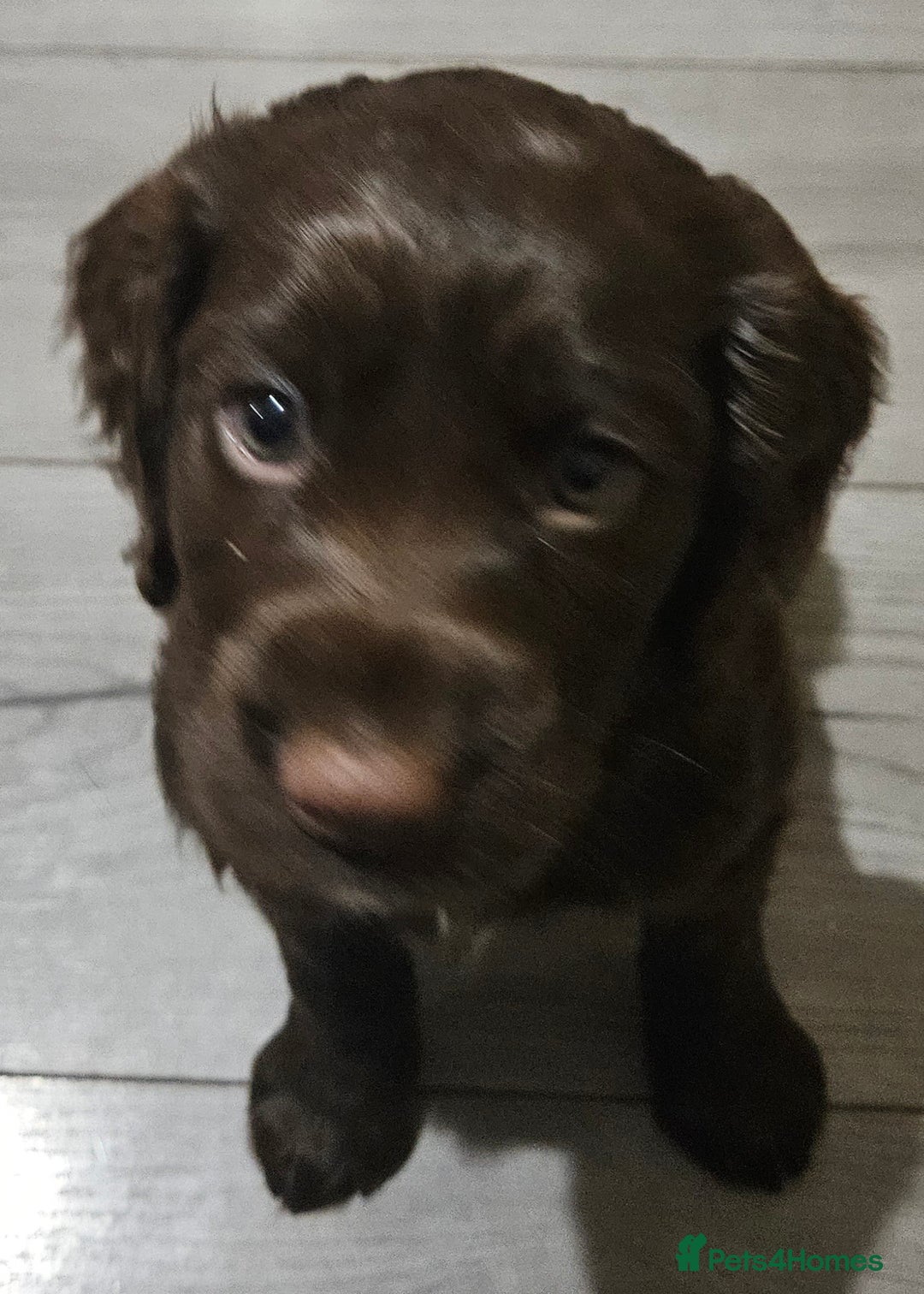 Cocker Spaniel dogs for sale: 5 stunning Cocker Spaniel puppies for sale.  - Advert 13