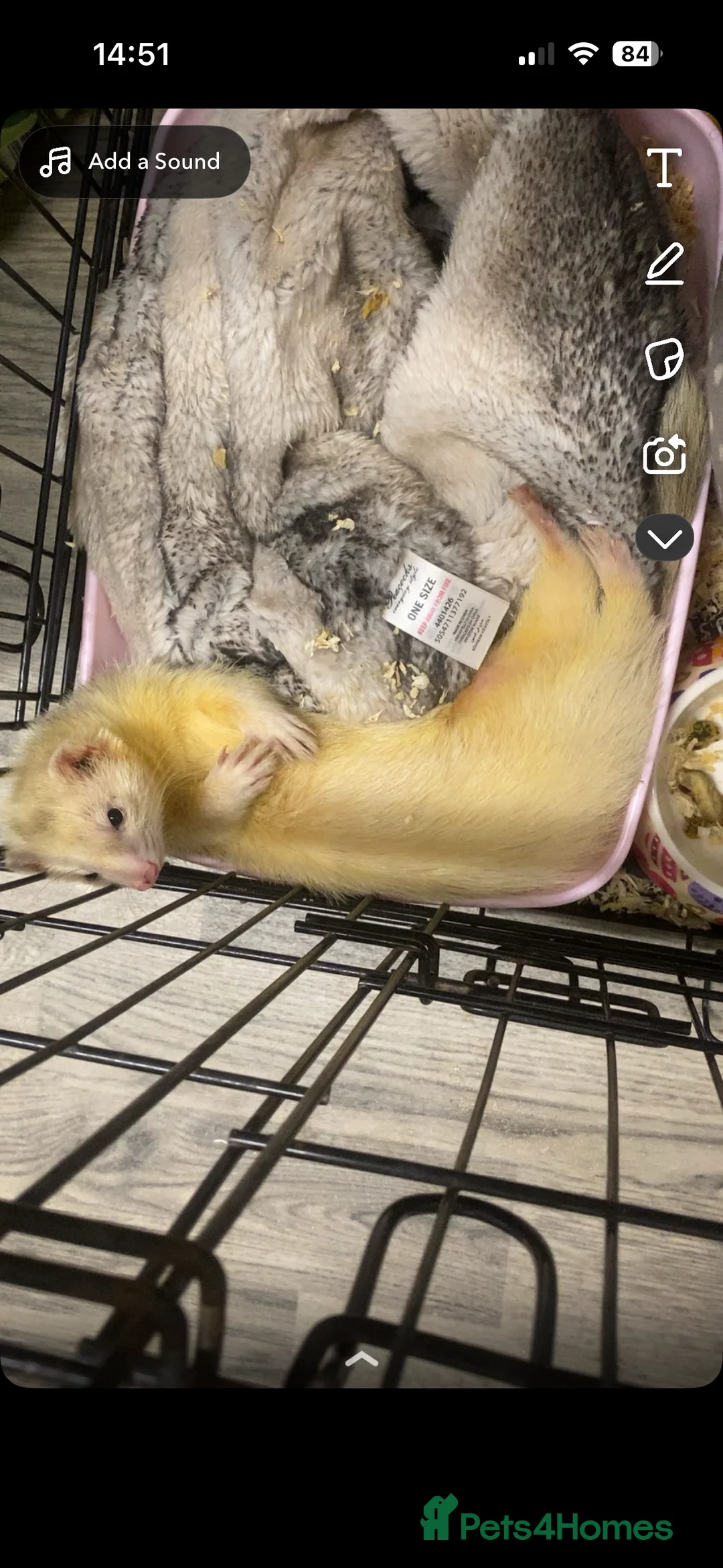 Ferret rodents for sale: Two ferrets for sale  - Advert 5