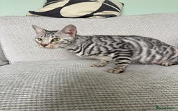 Toyger cats for sale: Superb rare silver Toyger girl  - Image 9