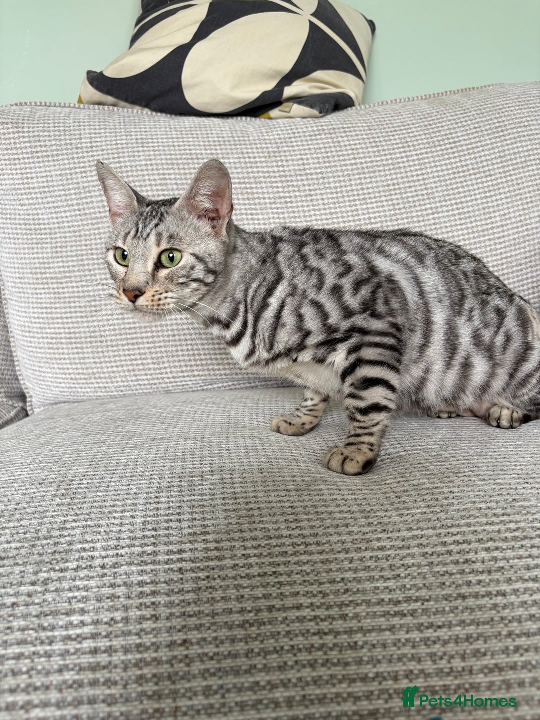 Toyger cats for sale: Superb rare silver Toyger girl  - Image 9