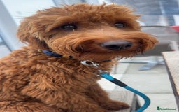 Goldendoodle dogs for sale: Lovely  male golden doodle  - Image 1