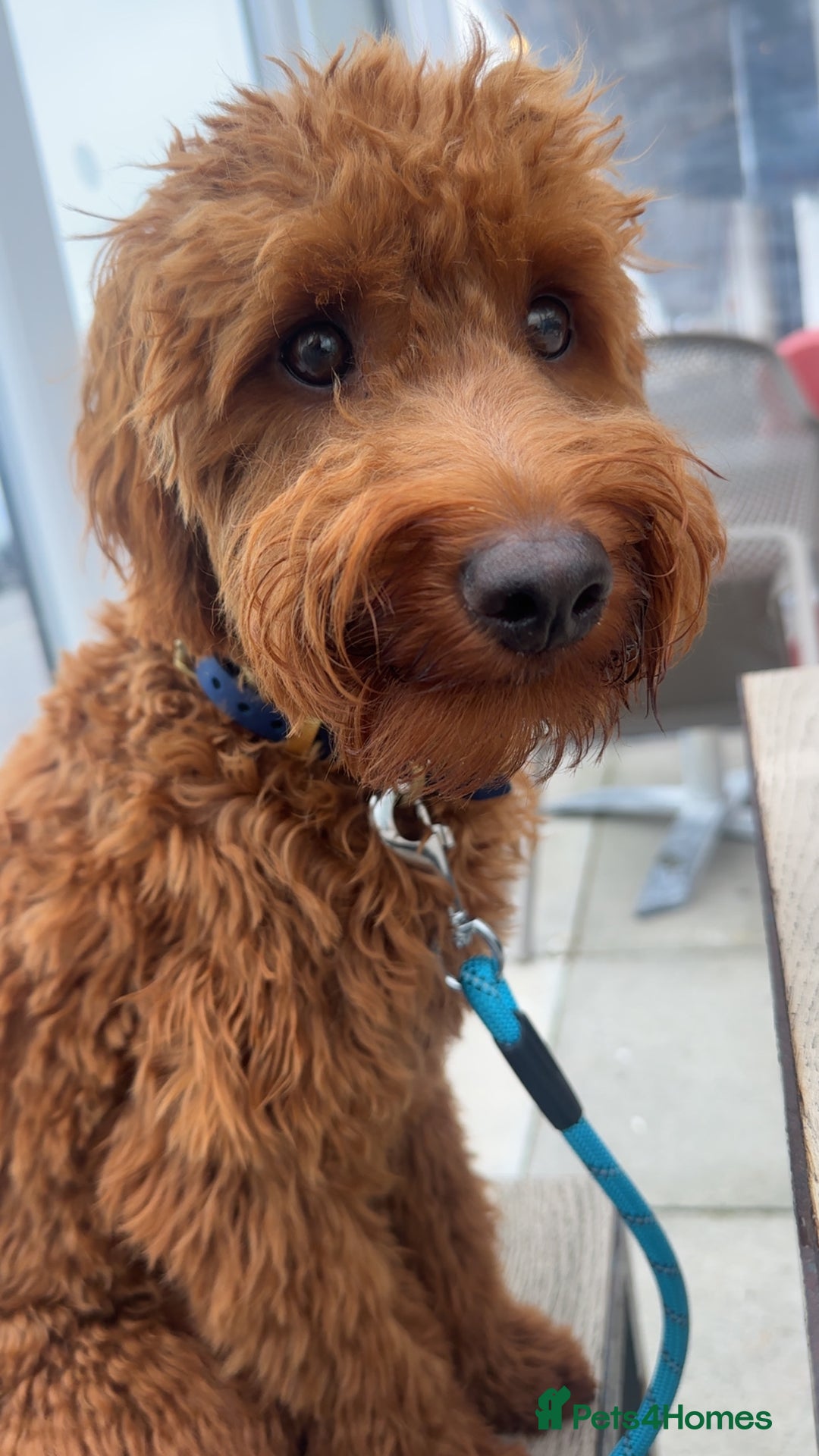 Goldendoodle dogs for sale: Lovely  male golden doodle  - Image 1