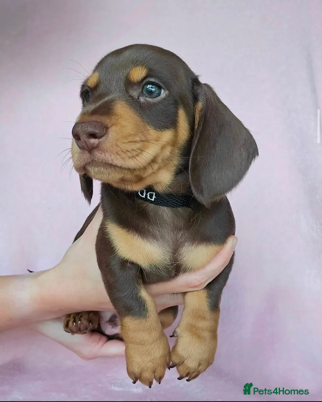 Miniature Dachshund dogs for sale: Affectionate Smooth Coat Miniature Dachshunds. - Advert 2