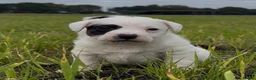 Mixed Breed dogs for sale: Adorable terrier pups  - Advert 5