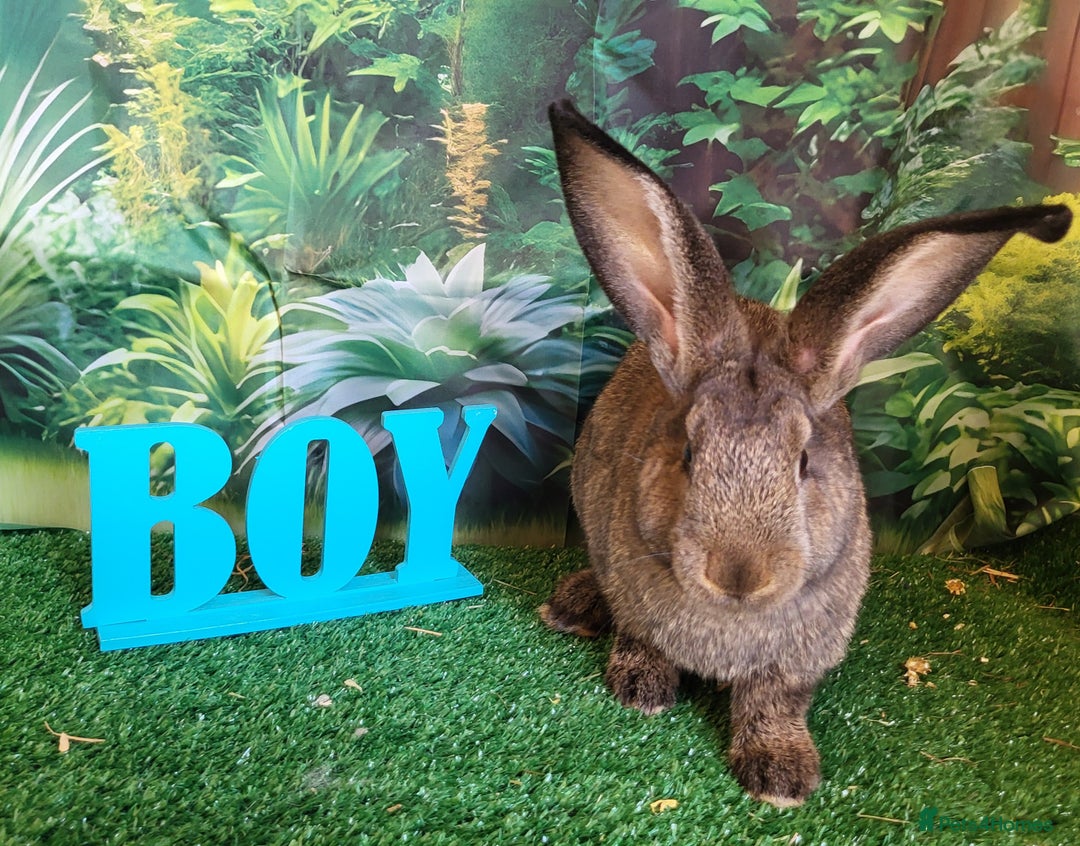 Continental Giant rabbits for sale: Continental giant babies in Swadlincote - Image 6