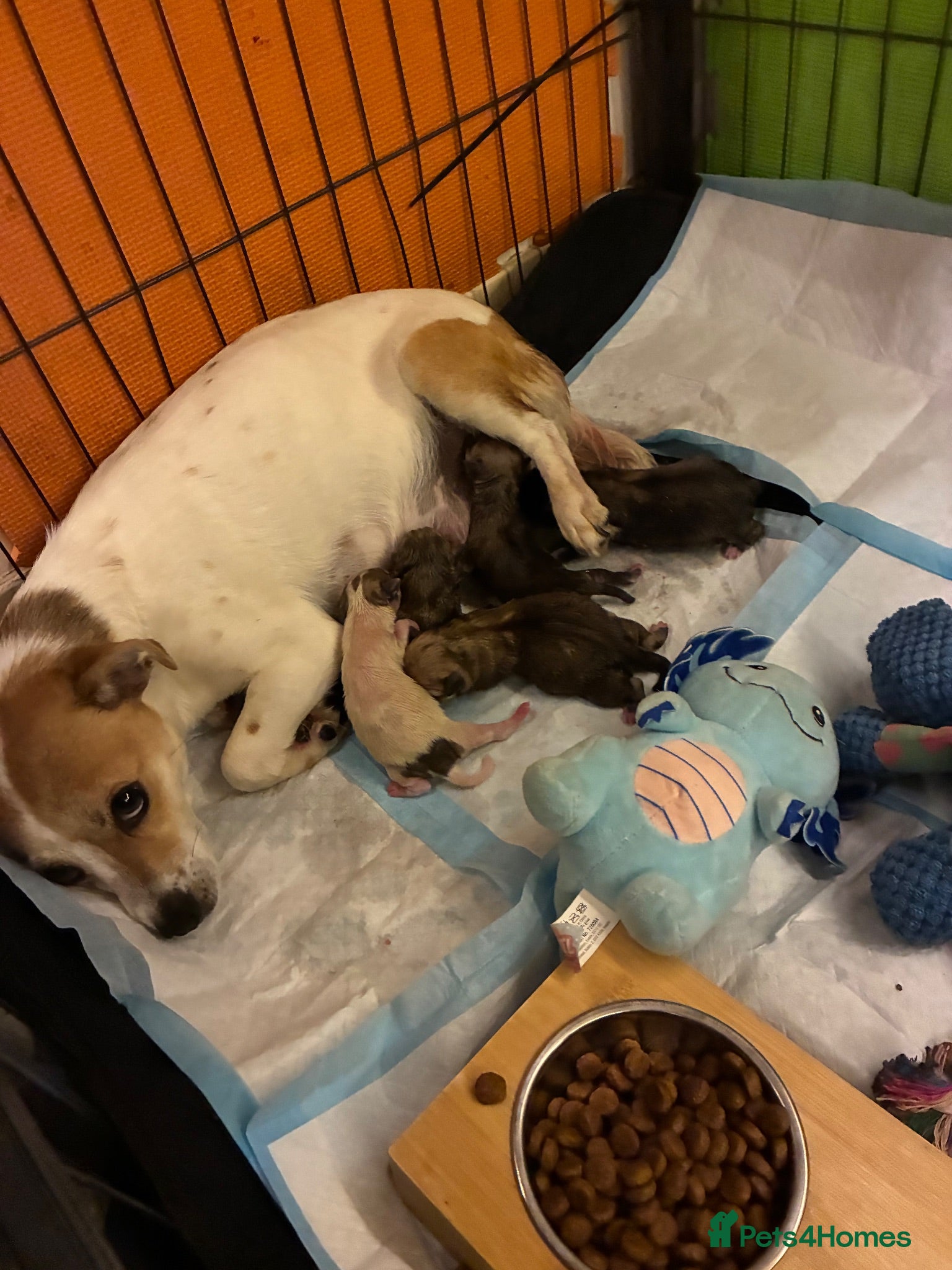 Jack Russell dogs Jack russel puppies to reserve - Advert 2