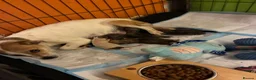 Jack Russell dogs for sale: Jack russel puppies to reserve - Advert 1