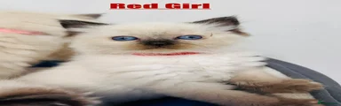 Ragdoll Kitten 7