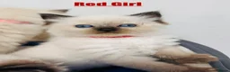 Ragdoll cats for sale: Purebred Ragdoll Kittens  - Advert 33