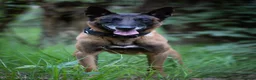 Belgian Shepherd Dog dogs for sale: Belgian Malinois available for active home  in Reading - Advert 9