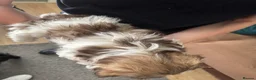 Shih Tzu dogs for sale: Beautiful Shih Tzu puppy - Advert 2