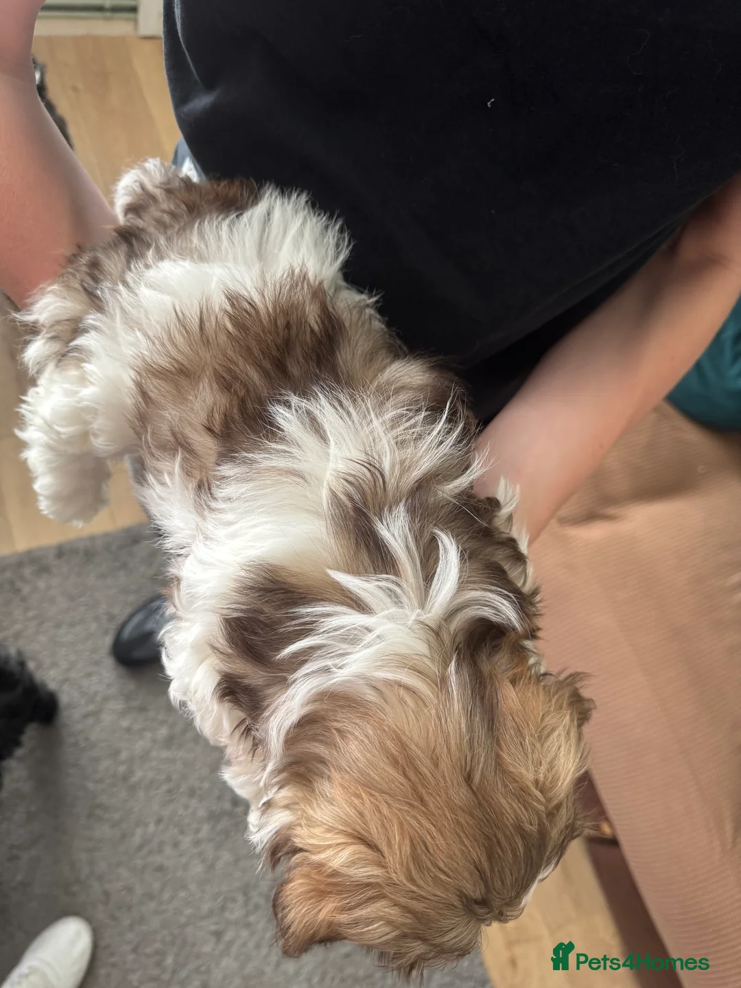 Shih Tzu dogs for sale: Beautiful Shih Tzu puppy - Advert 2