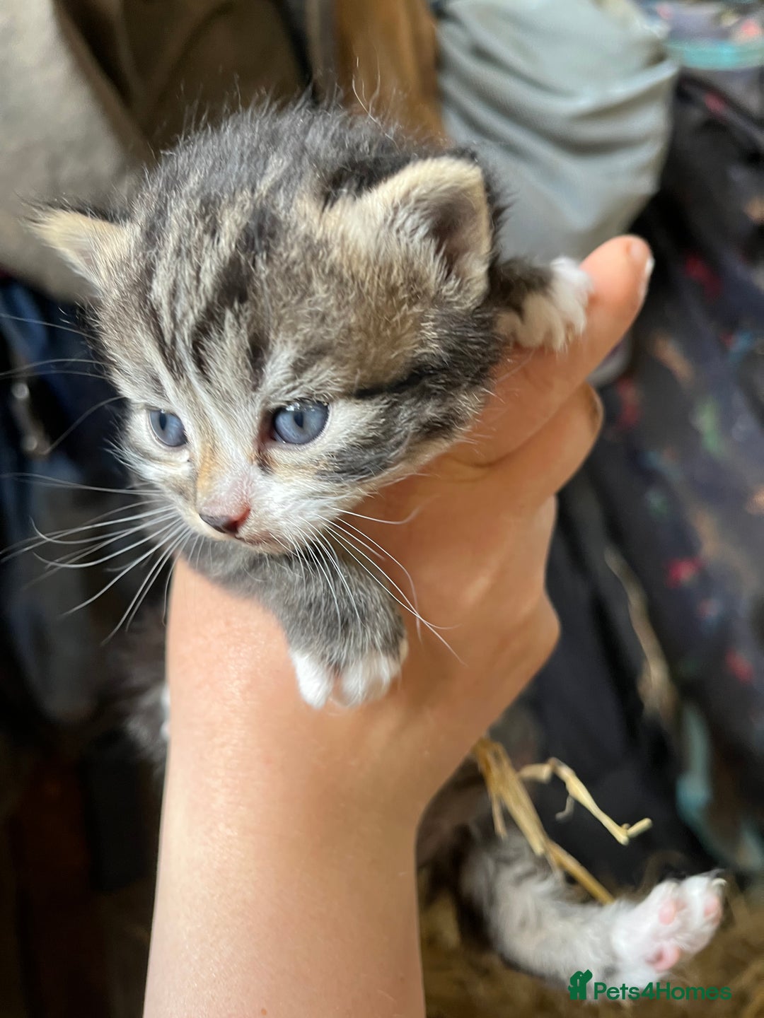 Mixed Breed cats for sale: Kittens ready for new homes  - Image 4