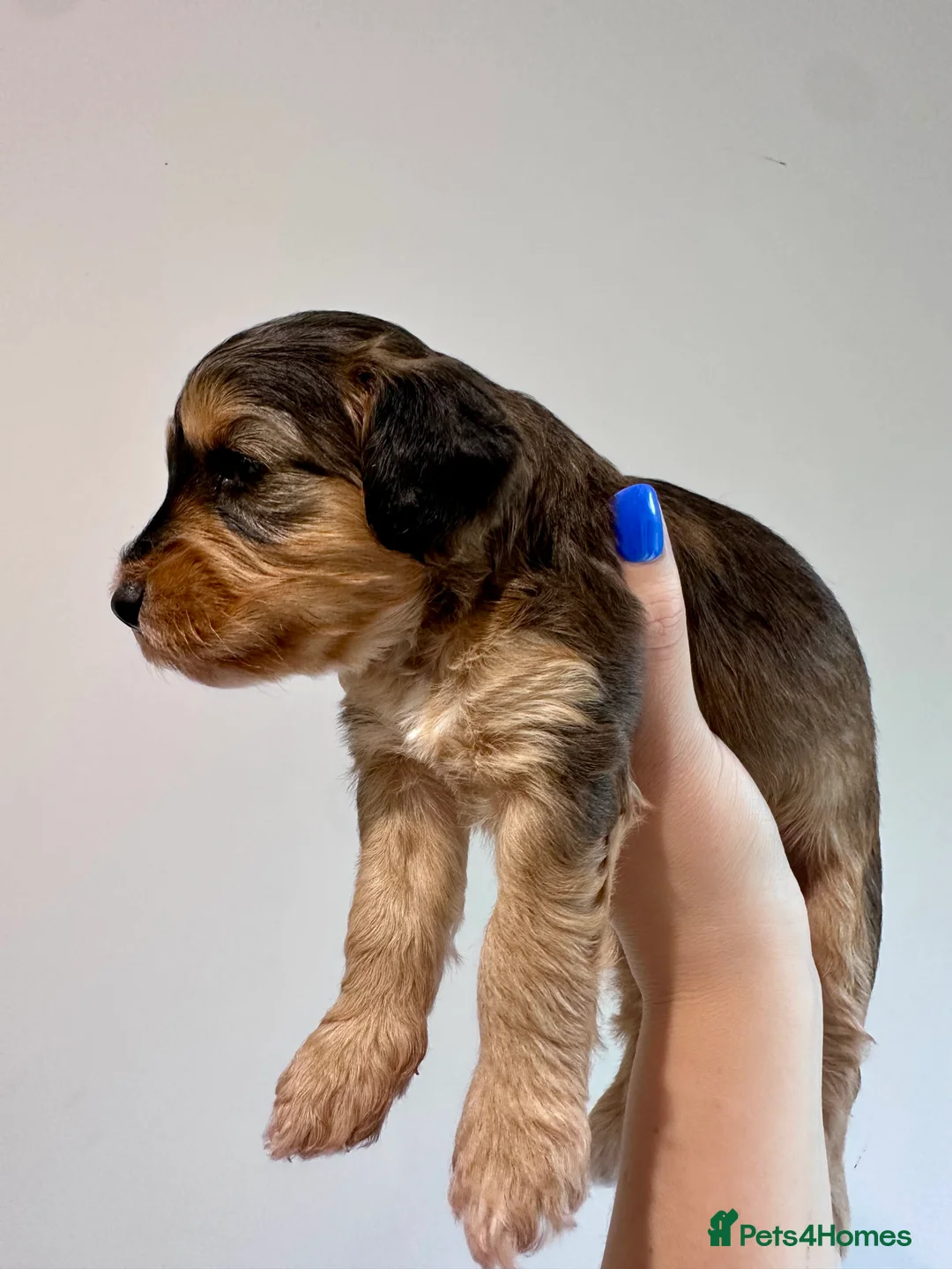Cockapoo dogs for sale: Beautiful cockapoo girls - ready 25/07 - Advert 7